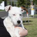 Photo of Daisy