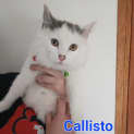 Photo of Callisto