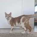 Photo of Puffin