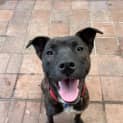 Photo of Charlotte ~ 1yr Old Mastiff X(on Trial 1/10/22)