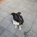 Photo of Marley