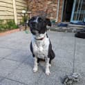 Photo of Marley
