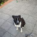 Photo of Marley