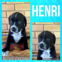 Photo of Henri