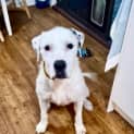 Photo of Maximus