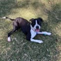 Photo of Abby ~ 1yr Old Staffy X(on Trial 1/10/22)