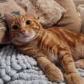 Photo of Pumpkin