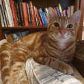Photo of Pumpkin