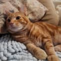 Photo of Pumpkin