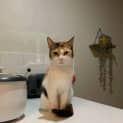 Photo of Peaches