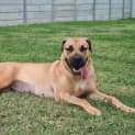 Photo of Willow