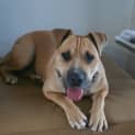 Photo of Koa