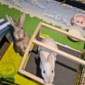 Photo of Peter & Cottontail