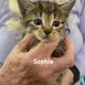 Photo of Sophie