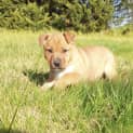 Photo of Ares