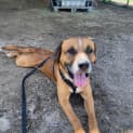 Photo of Duke