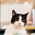 Photo of Puss Puss