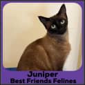 Photo of Juniper 