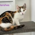 Photo of Banshee