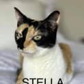 Photo of Stella