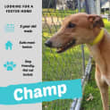 Photo of Champ