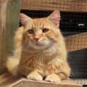 Photo of Sundae