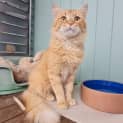 Photo of Sundae