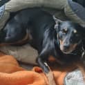 Photo of Peg