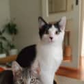 Photo of Tickety & Boo