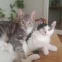 Photo of Tickety & Boo