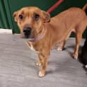 Photo of Scooby