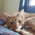 Photo of Finn