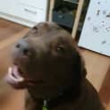 Photo of Buddy