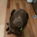 Photo of Buddy