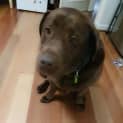 Photo of Buddy