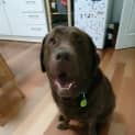 Photo of Buddy