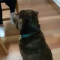 Photo of Buddy