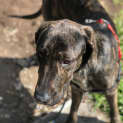 Photo of Honey