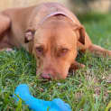 Photo of Peppa Dl2788