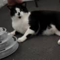 Photo of Steve / Tilly The Tripod