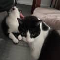 Photo of Steve / Tilly The Tripod