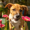 Photo of Knox