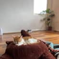 Photo of Barney