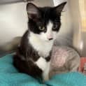 Photo of Tovah