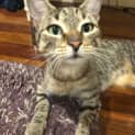 Photo of Poppy