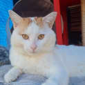 Photo of Fudge