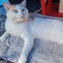 Photo of Fudge
