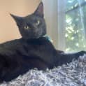 Photo of Tazer