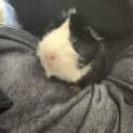 Photo of Piglet
