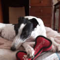 Photo of Rosie